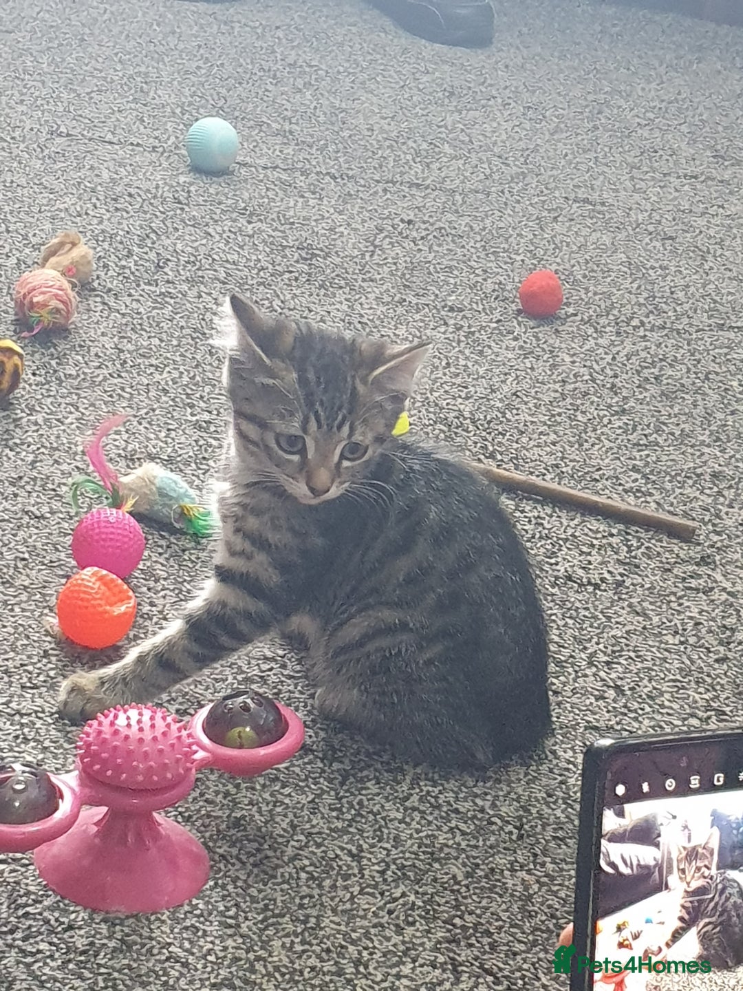British Shorthair cats for sale: Beautiful kittens for sale  - Image 12