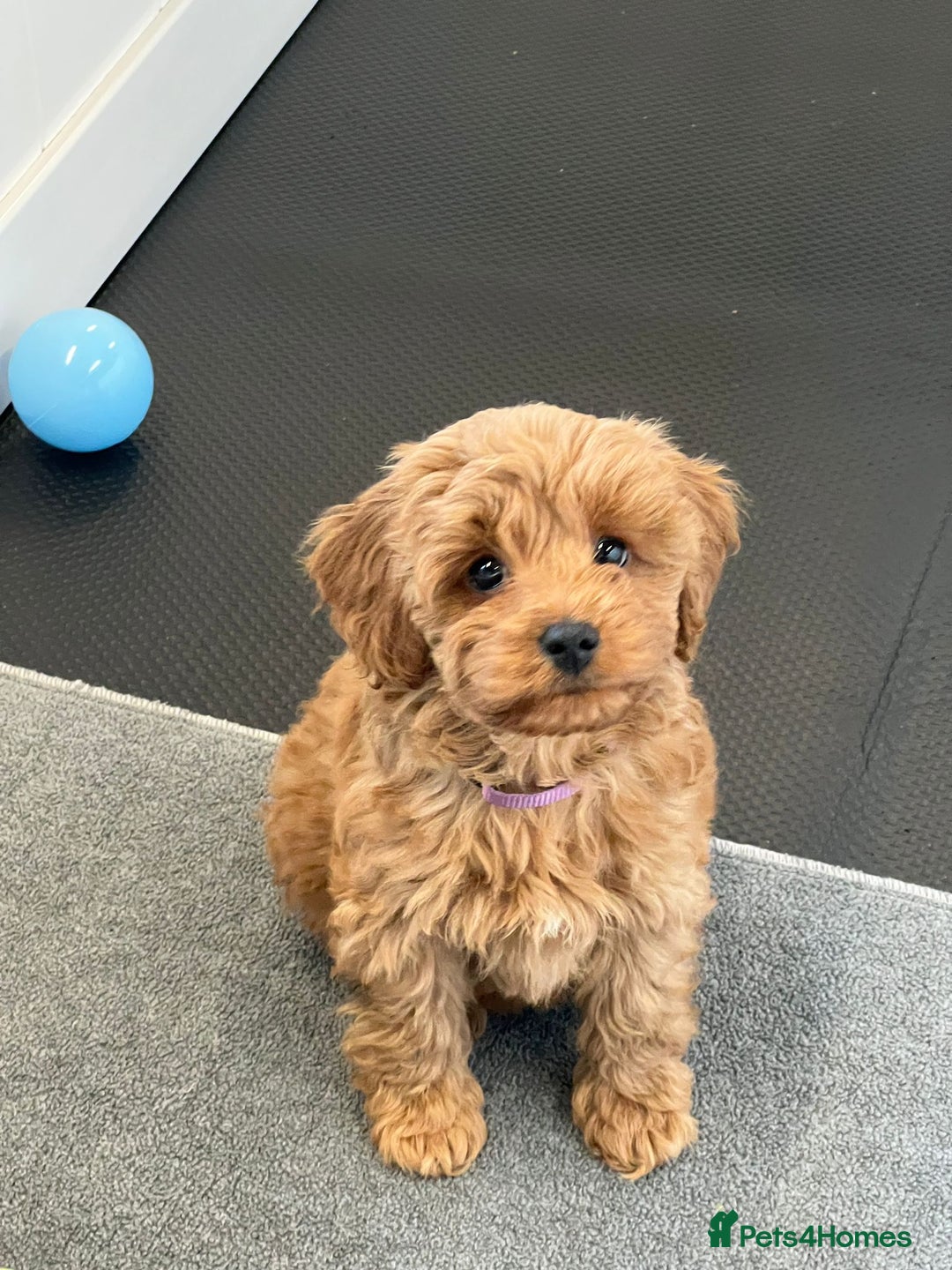 Cockapoo dogs for sale: F2 Cockerpoos Ready for their new homes. - Advert 29