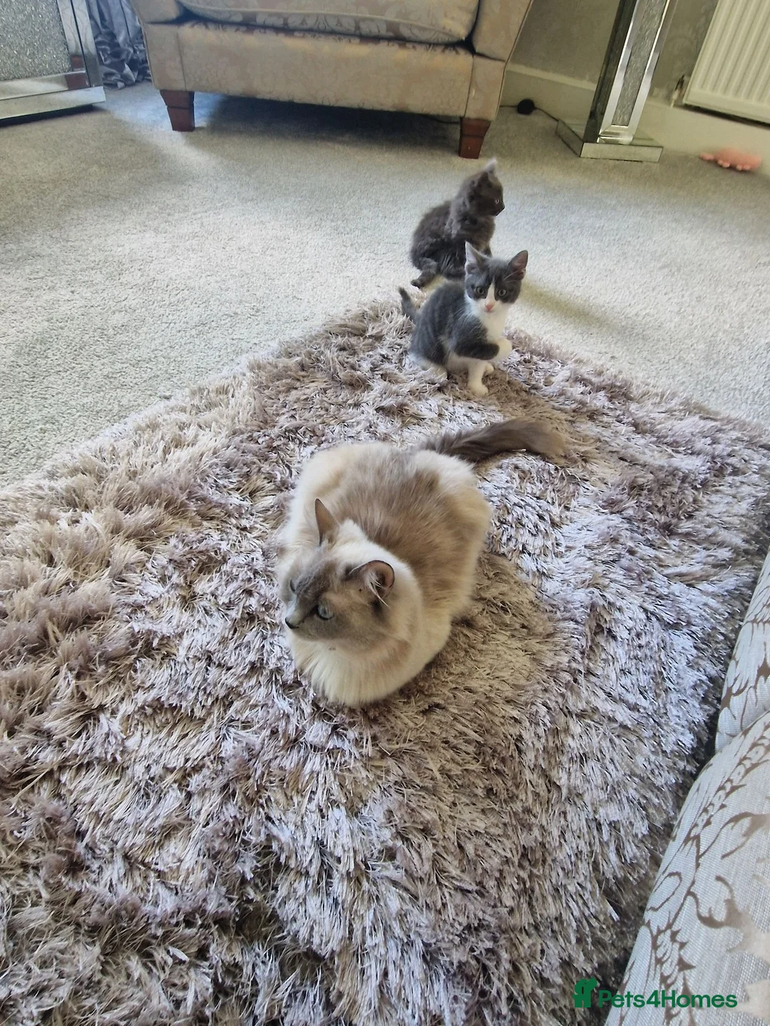 RagaMuffin cats for sale: Ragamuffin cross  - Advert 2