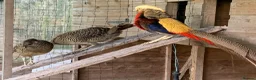 Pheasants poultry for sale: Golden Pheasant eggs - Advert 2