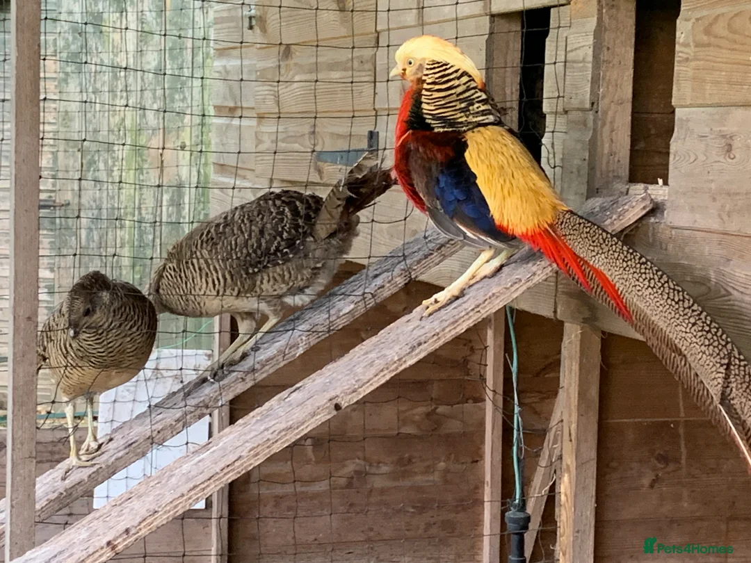 Pheasants poultry for sale: Golden Pheasant eggs - Advert 2