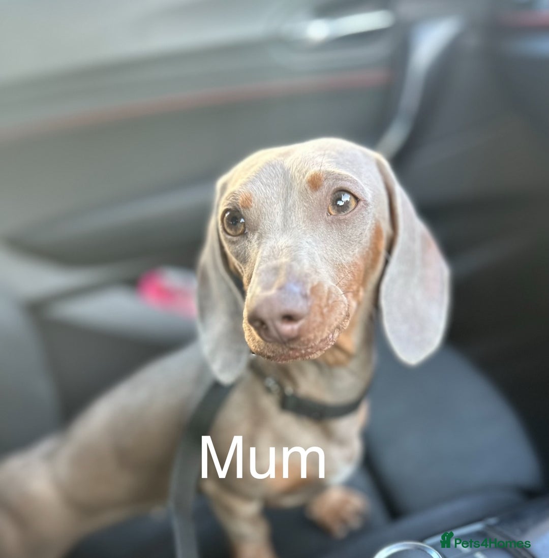 Miniature Dachshund dogs for sale: Miniature dachshund puppy - Image 4