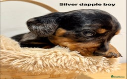 Miniature Dachshund dogs for sale: KC miniature dachshund pups - Advert 1