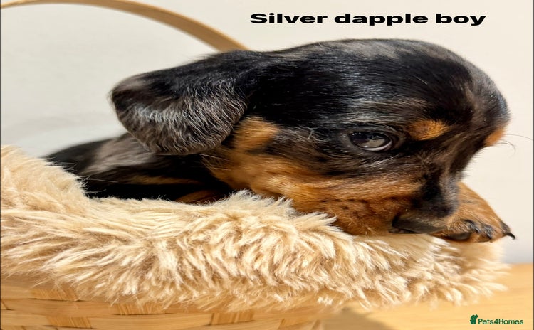 Miniature Dachshund dogs KC miniature dachshund pups - Advert 4