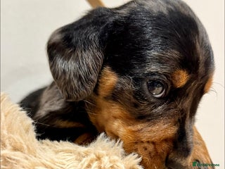Miniature Dachshund dogs for sale: KC miniature dachshund pups - Advert 1