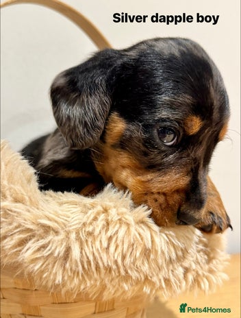 Miniature Dachshund dogs KC miniature dachshund pups - Advert 4
