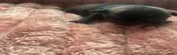 Staffordshire Bull Terrier dogs for sale: Beautiful black litter  in Warrington - Advert 5