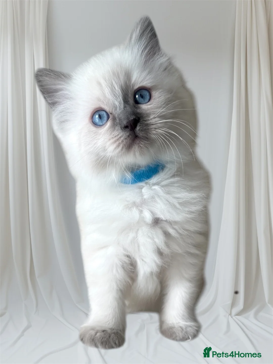 Ragdoll cats for stud: DNA TESTED🧬 Blue Point, Choc Carrier Ragdoll STUD - Advert 30