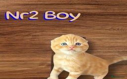 Scottish Fold cats for sale: 3 Scottish Fold Boys STILL AVAILABLE - Image 12