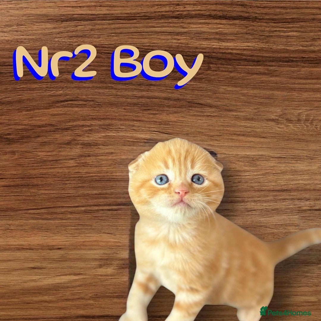 Scottish Fold cats for sale: 3 Scottish Fold Boys STILL AVAILABLE - Image 12