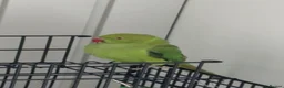 Ringnecks birds for sale: Indian Ringneck  in Stoke-on-Trent - Advert 1