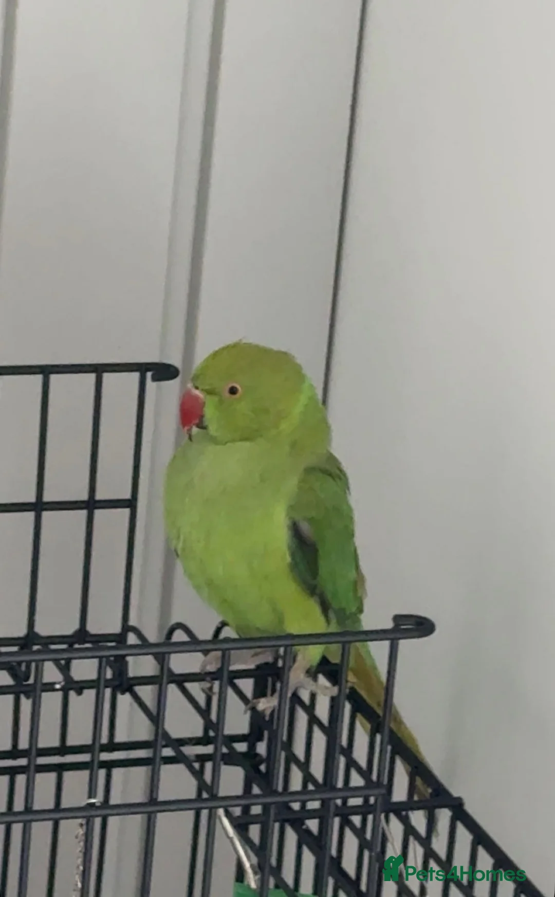 Ringnecks birds for sale: Indian Ringneck  in Stoke-on-Trent - Advert 1