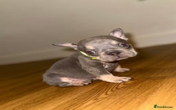 French Bulldog dogs for sale: BLUE & CREAM/TAN Isabella/pink carrying. - Image 10