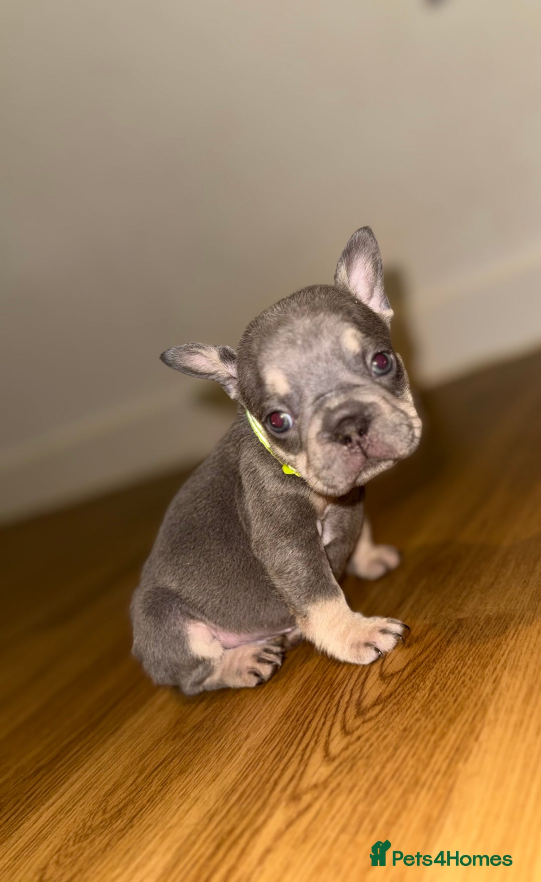French Bulldog dogs for sale: BLUE & CREAM/TAN Isabella/pink carrying. - Image 10