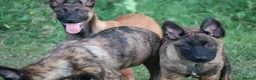 Belgian Shepherd Dog dogs for sale: Pups from world champion CHANCE - Advert 24