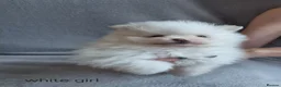 Pomeranian dogs for sale: Stunning KC teddy bear Pomeranian Puppies in Newark - Advert 8