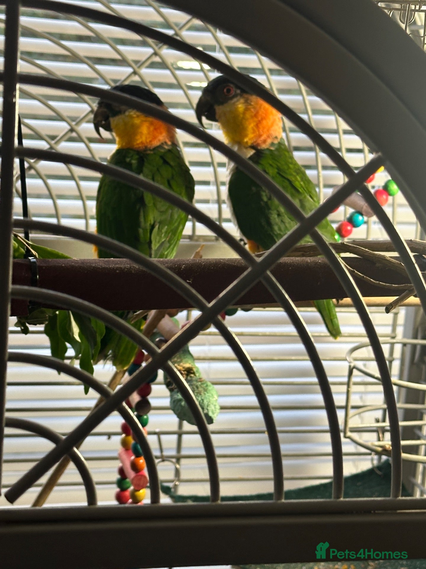 Parrots birds Beautiful caique breeding pair - Advert 1