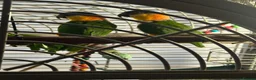 Parrots birds for sale: Beautiful caique breeding pair - Advert 1