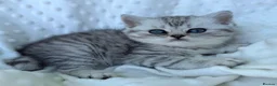 British Shorthair cats for sale: Gorgeous silver female British shorthair kitten - Advert 5