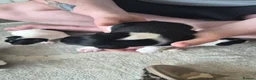 Jack Russell dogs for sale: 4 stunning male jack russell puppies  in Larkhall - Advert 13