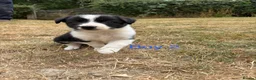 Border Collie dogs for sale: Border collie puppies for sale  in Montgomery - Advert 14