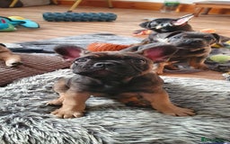 French Bulldog dogs for sale: 1 beautiful Chilled Male French Bulldog - Image 8