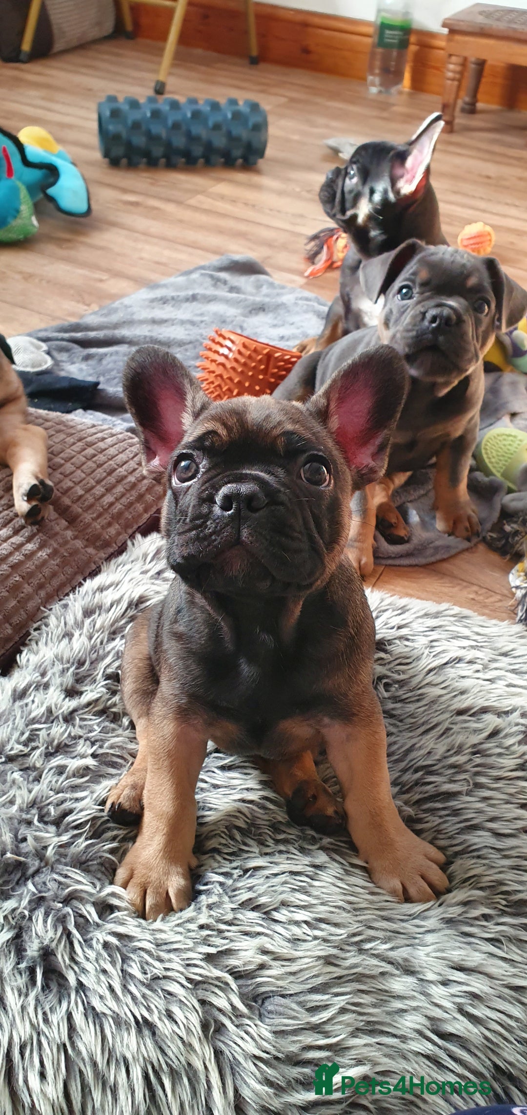French Bulldog dogs for sale: 1 beautiful Chilled Male French Bulldog - Image 8