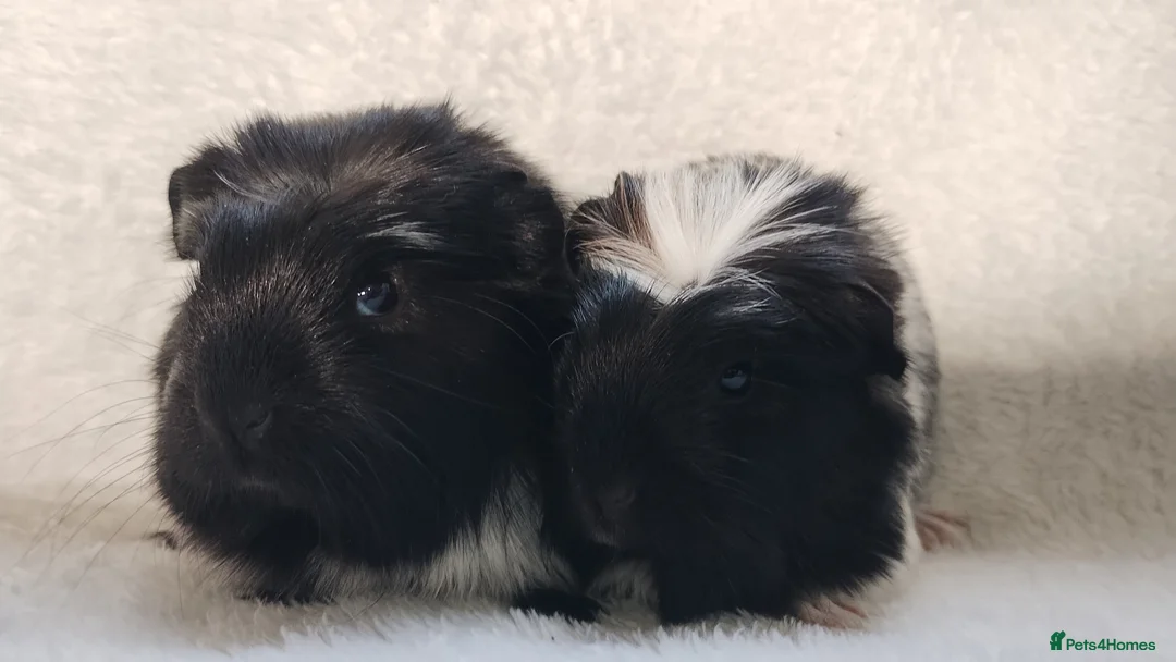 Guinea Pig rodents for sale: Delivery available cornet sister guinea pigs ready - Advert 4