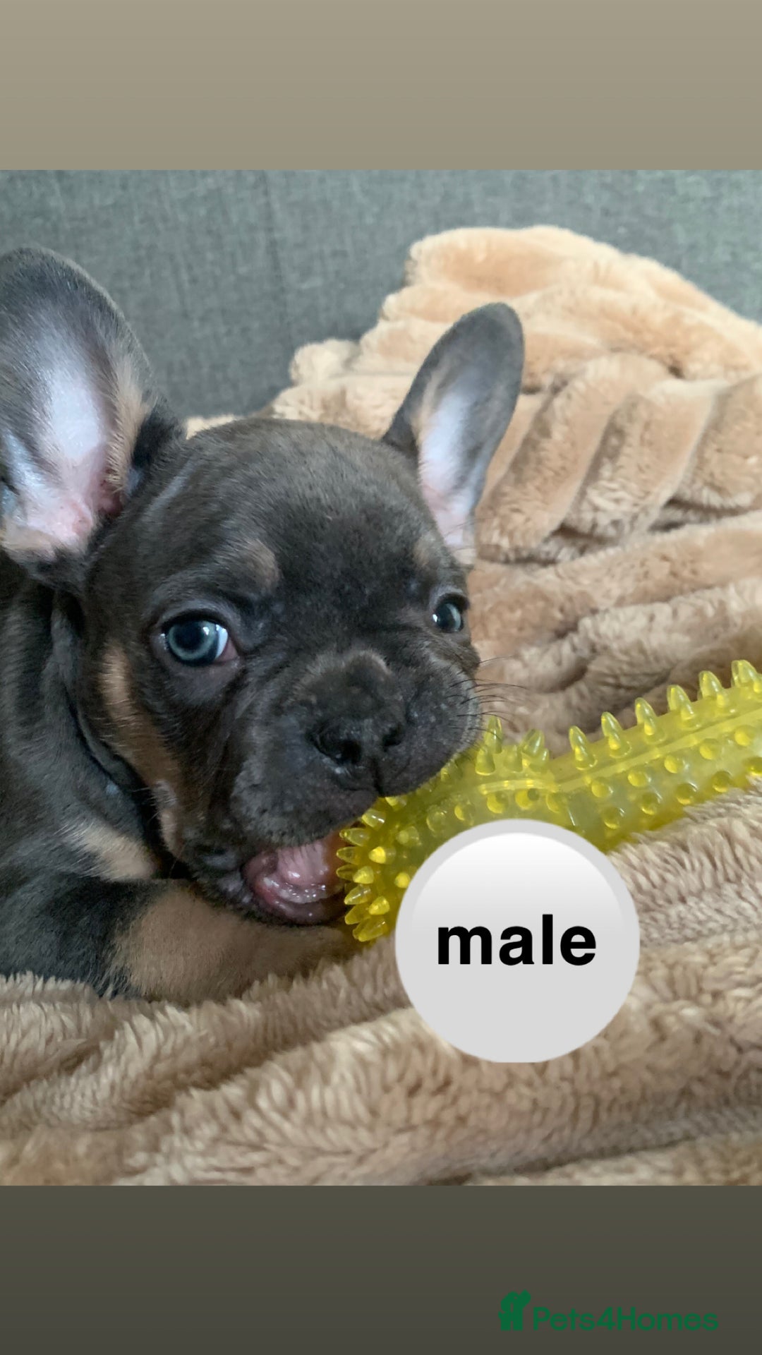 French Bulldog dogs for sale: Adorable 7 week old frenchie puppies - Image 8
