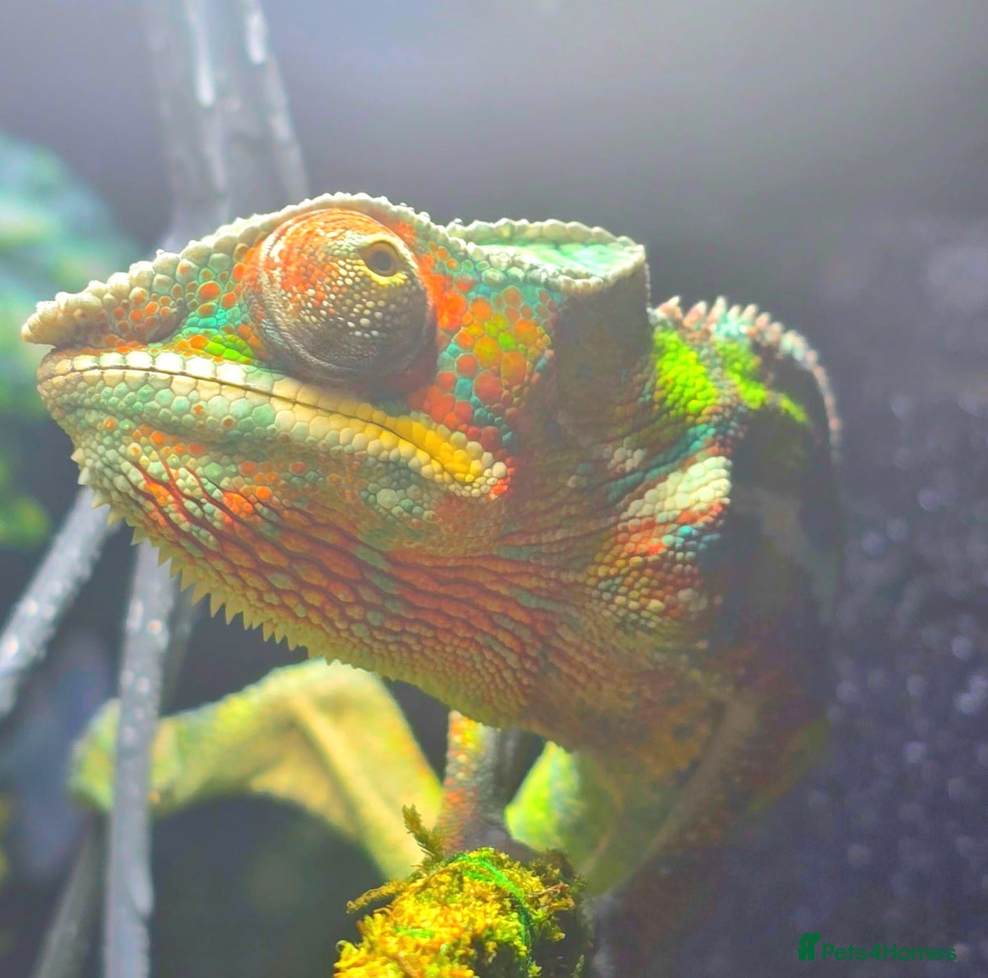 Mixed Breed reptiles Male Sambava Panther Chameleon  - Advert 1