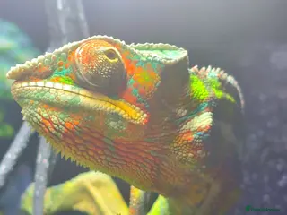 Mixed Breed reptiles Male Sambava Panther Chameleon - Advert 24