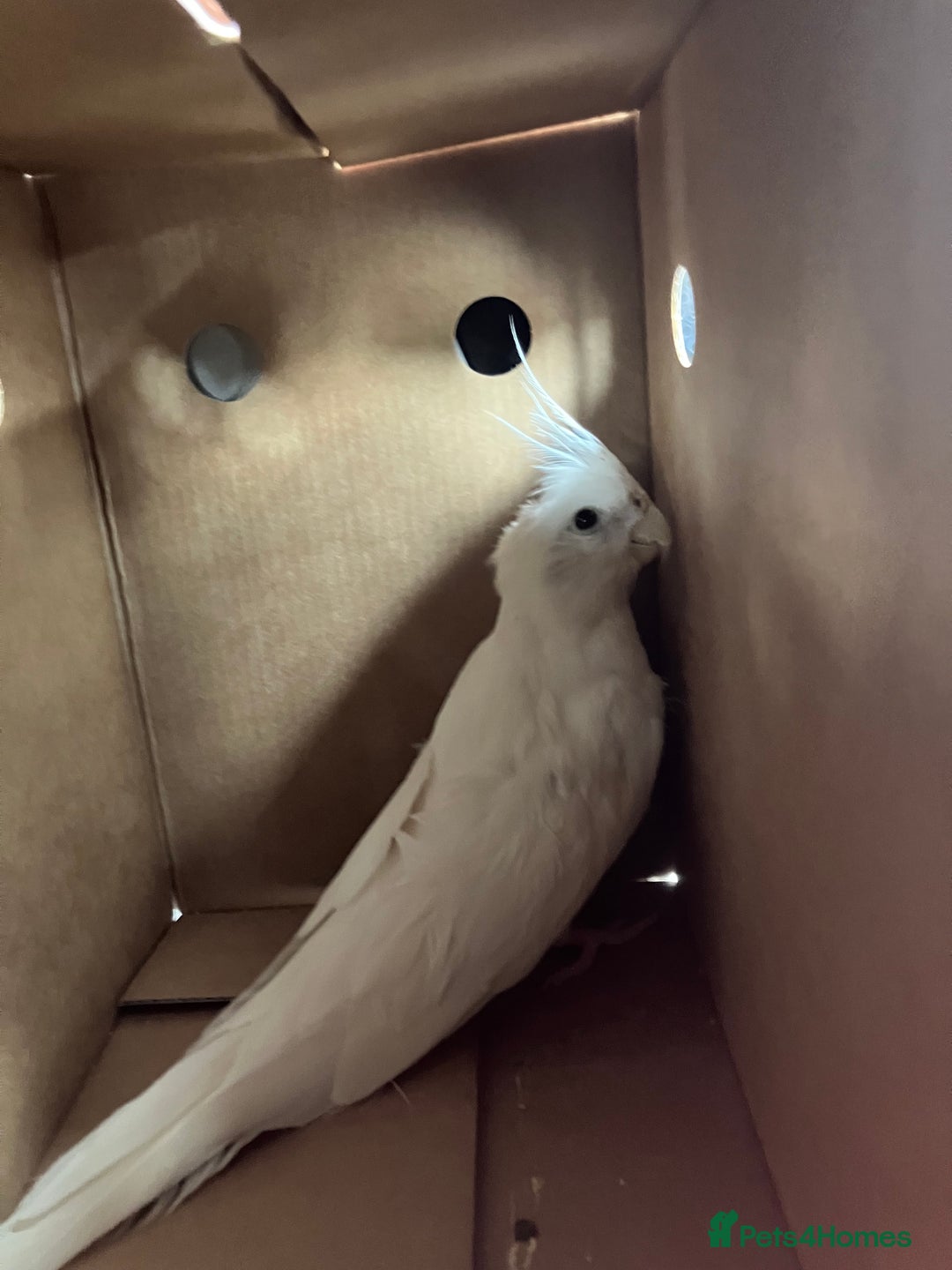 Cockatiels birds for sale: 10 month old white cockatiel  - Image 3