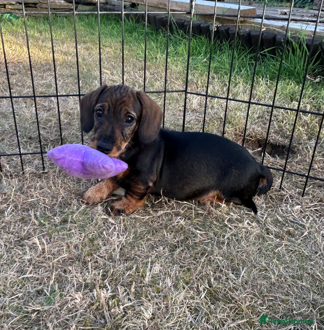 Miniature Dachshund dogs for sale: Miniature Wire Haired Dachshund Puppies - Image 2