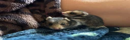 Hamster rodents for sale: Baby Syrian Hamsters in Lutterworth - Advert 6