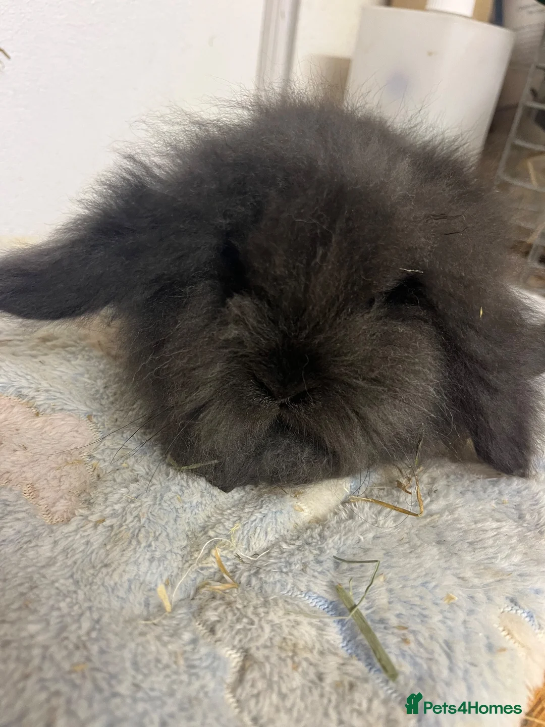 Mini Lion Lop rabbits for sale: Ready this weekend 18/19/20th Sept - Advert 2