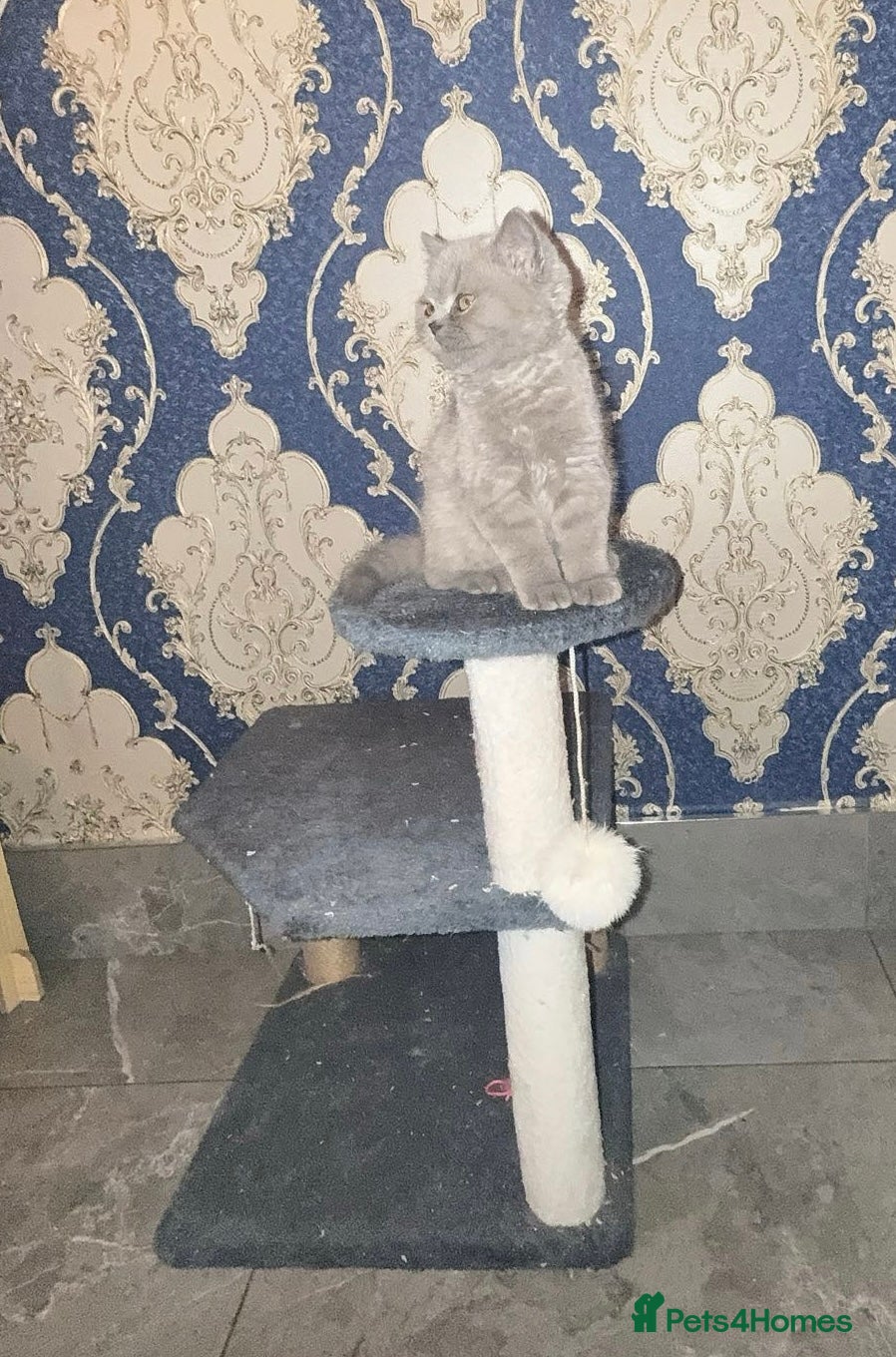 British Shorthair cats GCCF Registered Blue Female  - Advert 1