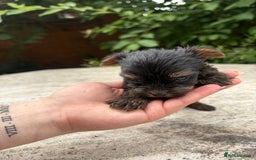Yorkshire Terrier dogs for sale: Stunning boys looking for their new homes! - Image 8