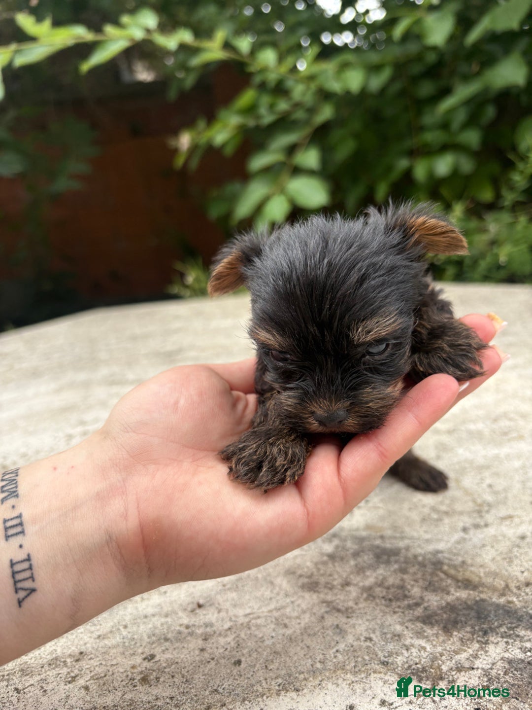 Yorkshire Terrier dogs for sale: Stunning boys looking for their new homes! - Image 8