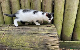 European cats for sale: Adorable Tuxedo Longhair Kittens  - Image 7