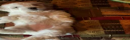 Malshi dogs for sale: Malshi Pups - Advert 2