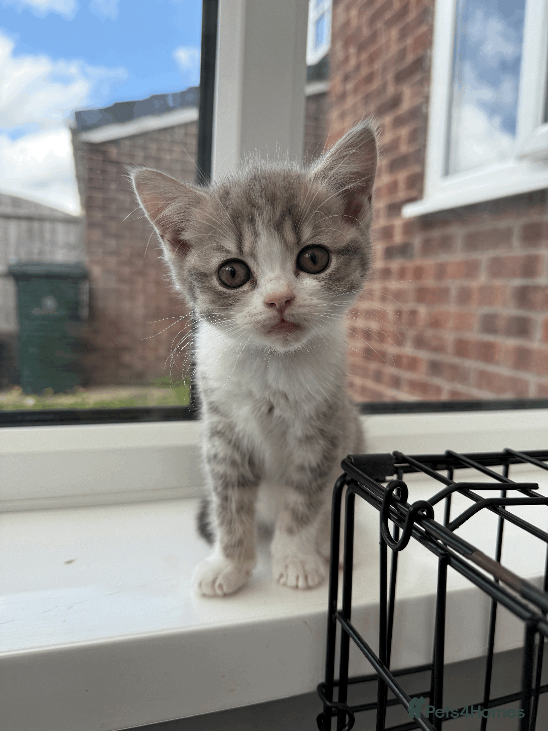 British Shorthair cats for sale: 4 british short Haired kittens for sale  - Image 15