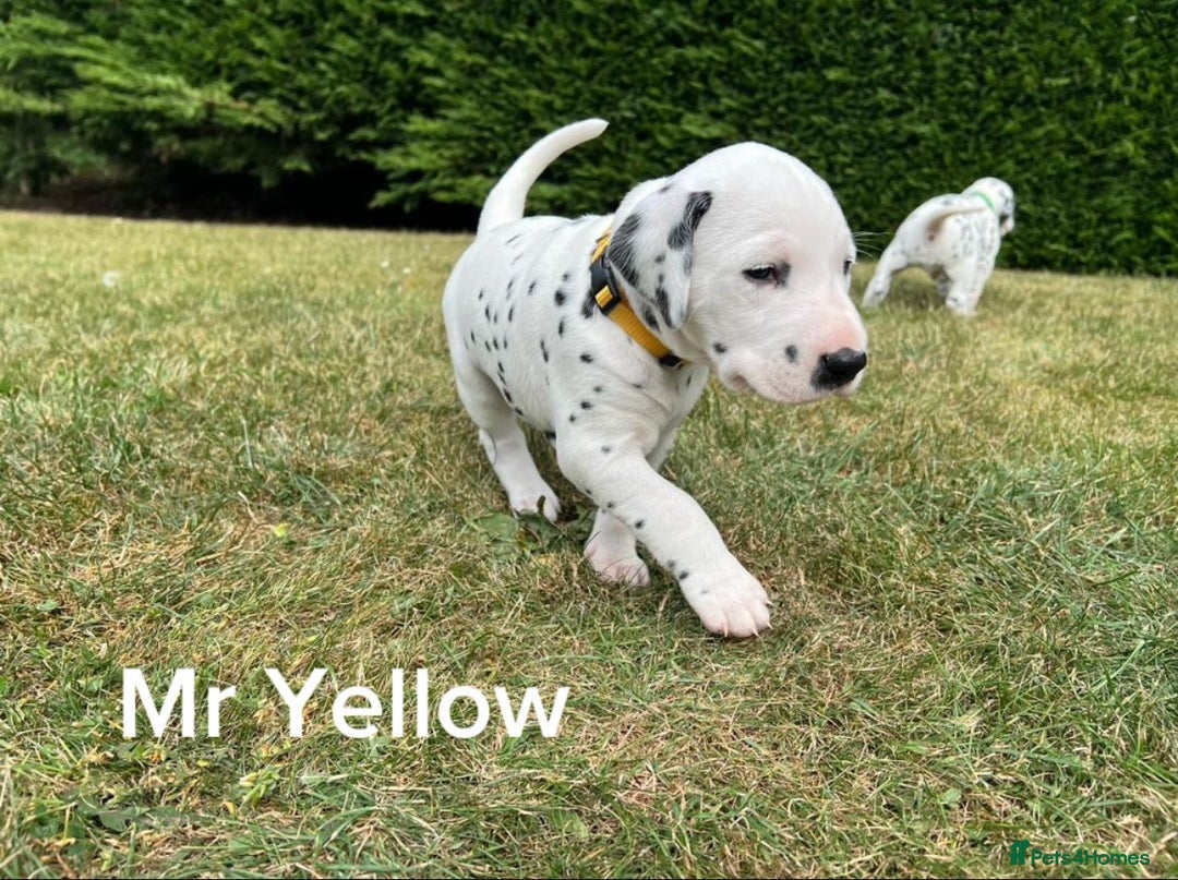 Dalmatian dogs for sale: KC Registered Dalmatian Puppies (Scotland) - Image 9