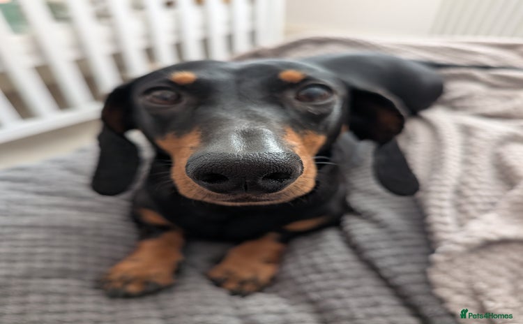 Dachshund dogs - Advert 5