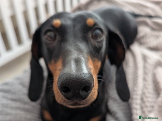 Dachshund dogs - Advert 3