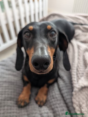 Dachshund dogs - Advert 1