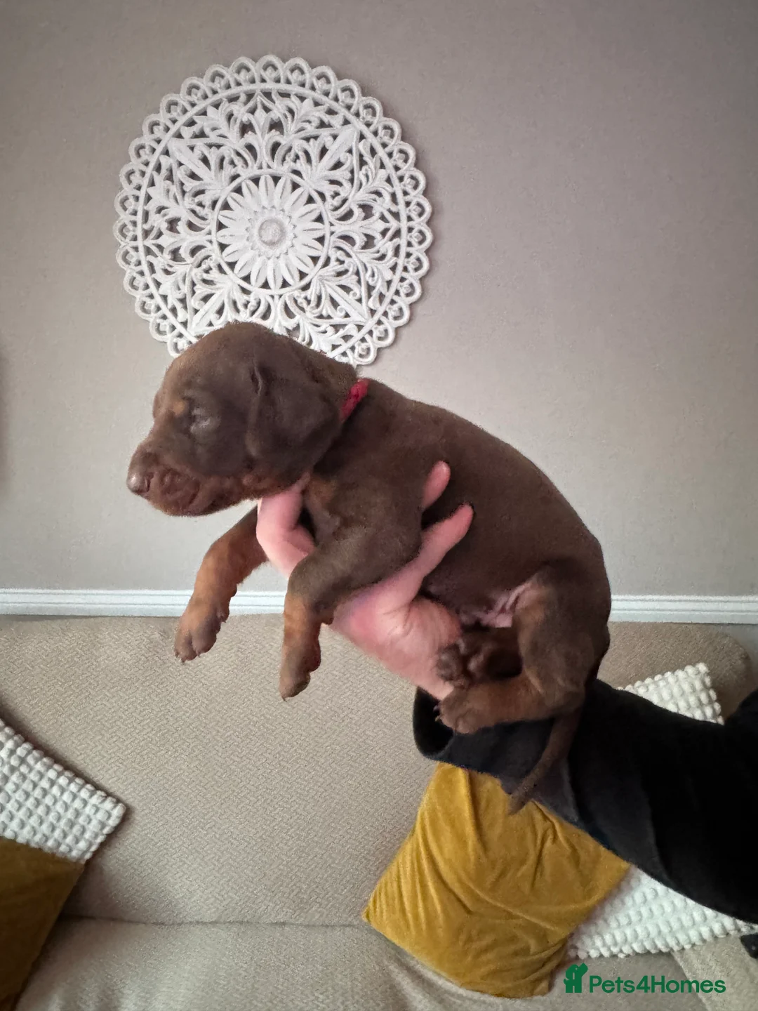 Dobermann dogs for sale: Beautiful Doberman puppies  - Advert 27