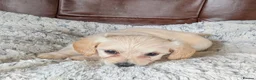 Mixed Breed dogs for sale: 2 blonde girls. Poodle x Biewer Terrier Puppies  - Advert 11