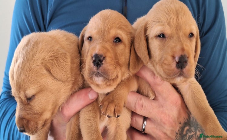 Labrador Retriever dogs - Advert 14