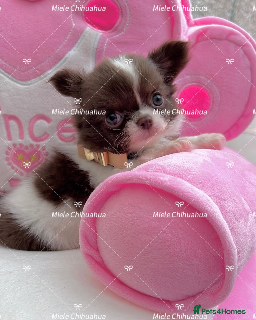 Chihuahua dogs for stud: Thailand imported chihuahua boy stud only in Doncaster - Advert 16