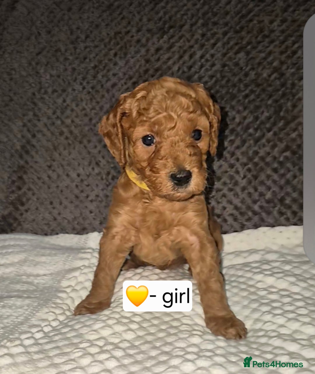 Goldendoodle dogs for sale: Stunning F1B GoldenDoodle- health tested parents  - Advert 6